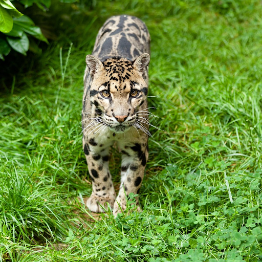 photo of Clouded Leopard National Park